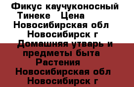 Фикус каучуконосный Тинеке › Цена ­ 200 - Новосибирская обл., Новосибирск г. Домашняя утварь и предметы быта » Растения   . Новосибирская обл.,Новосибирск г.